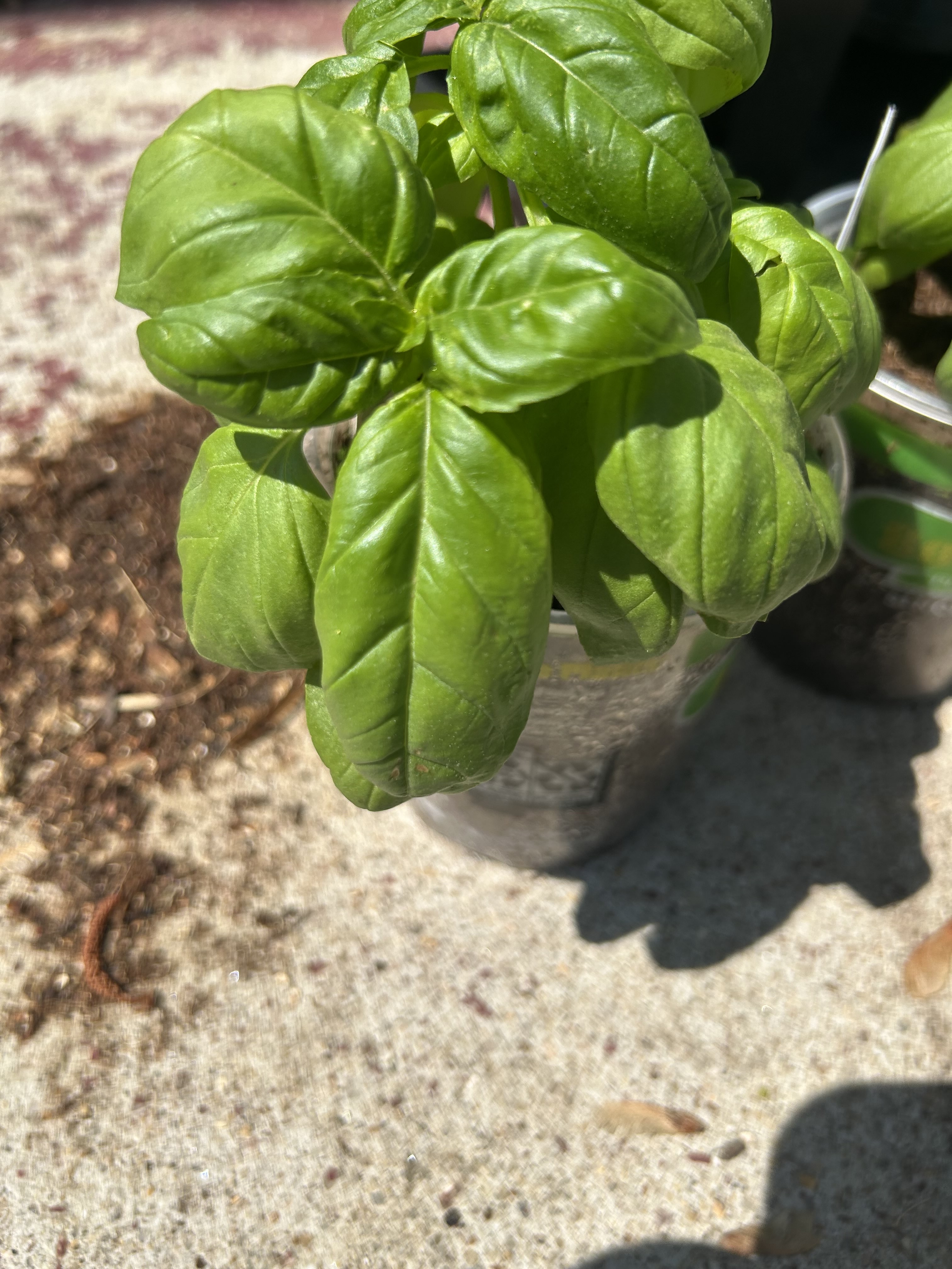 Basil