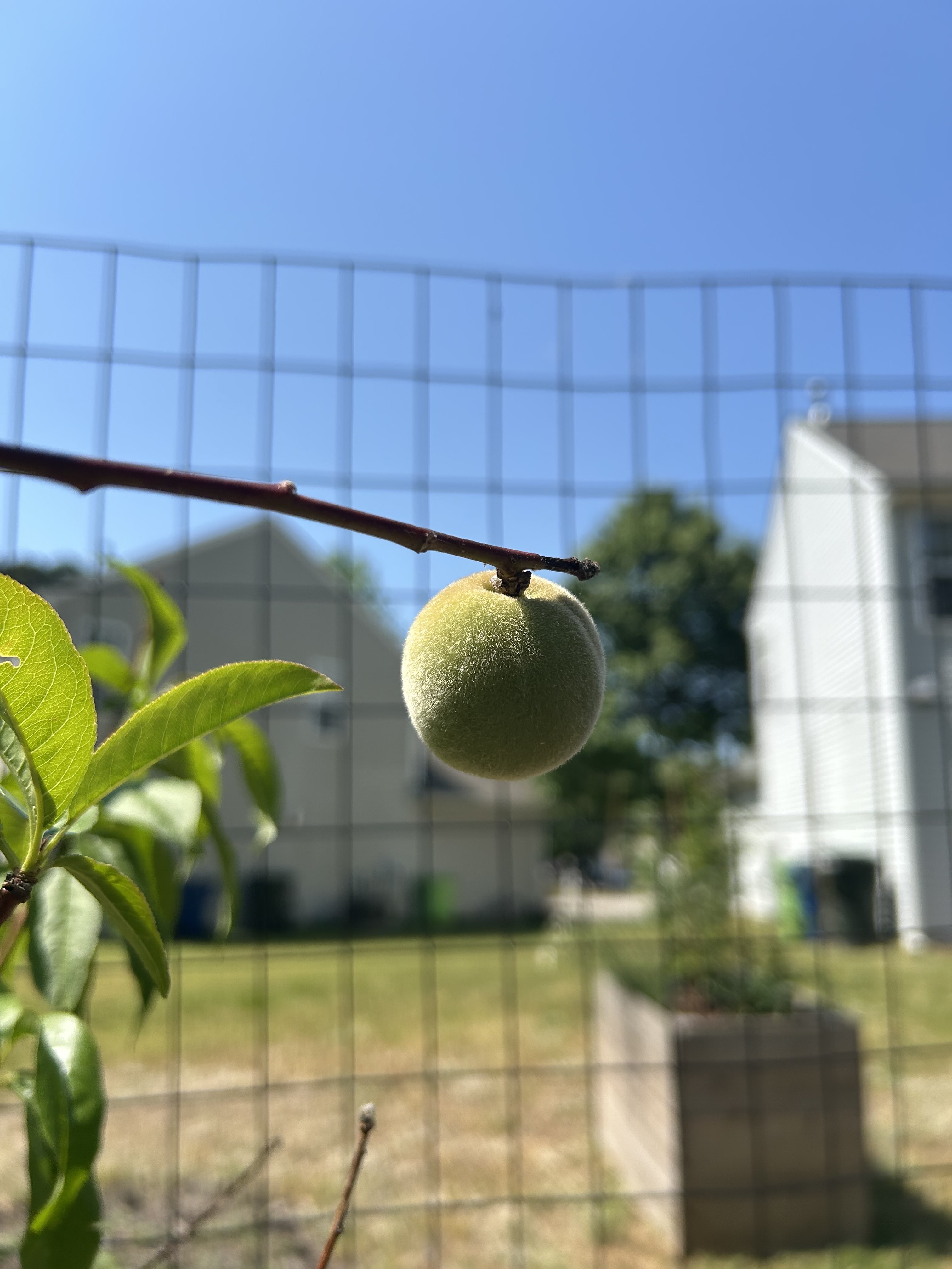 Peach