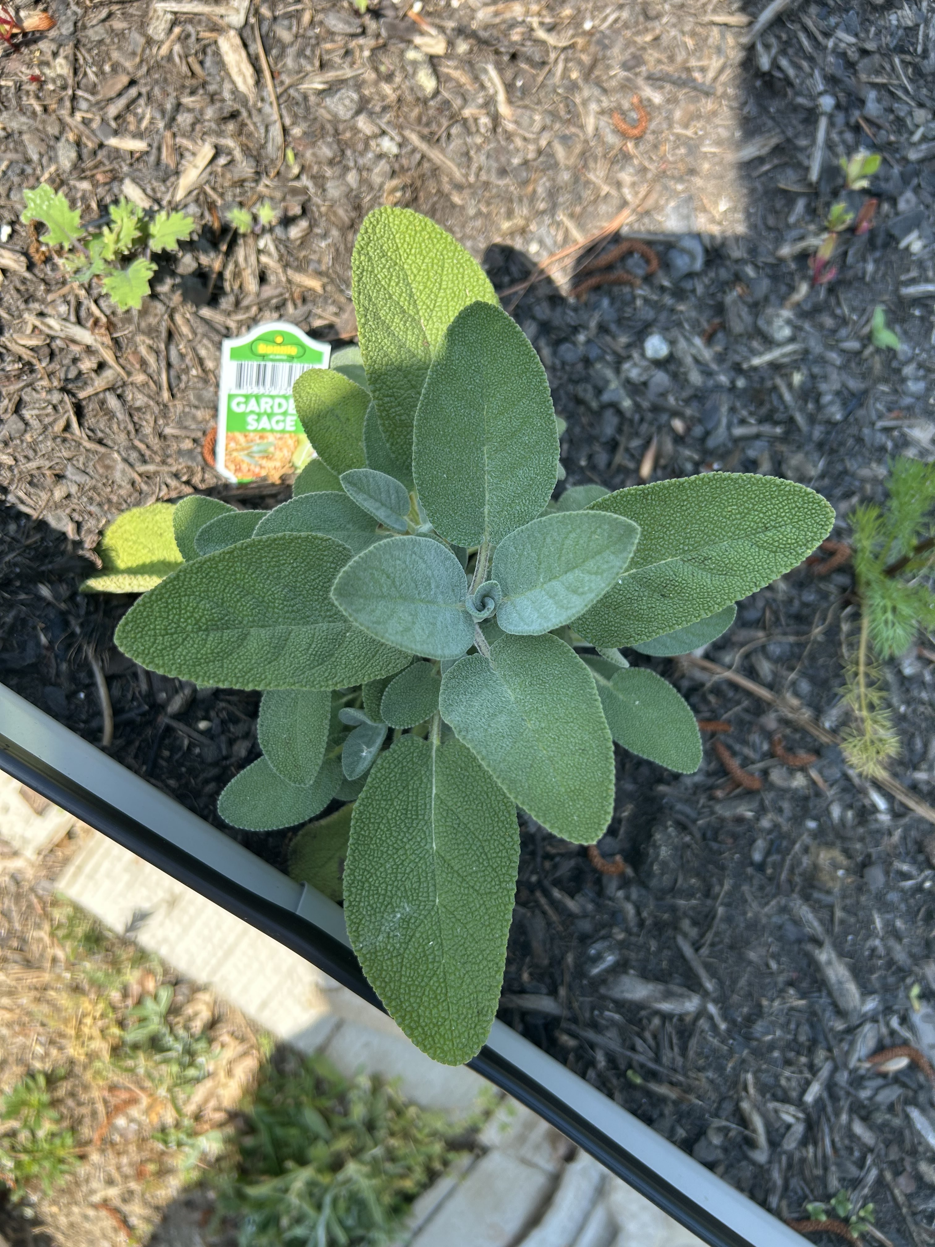 Sage