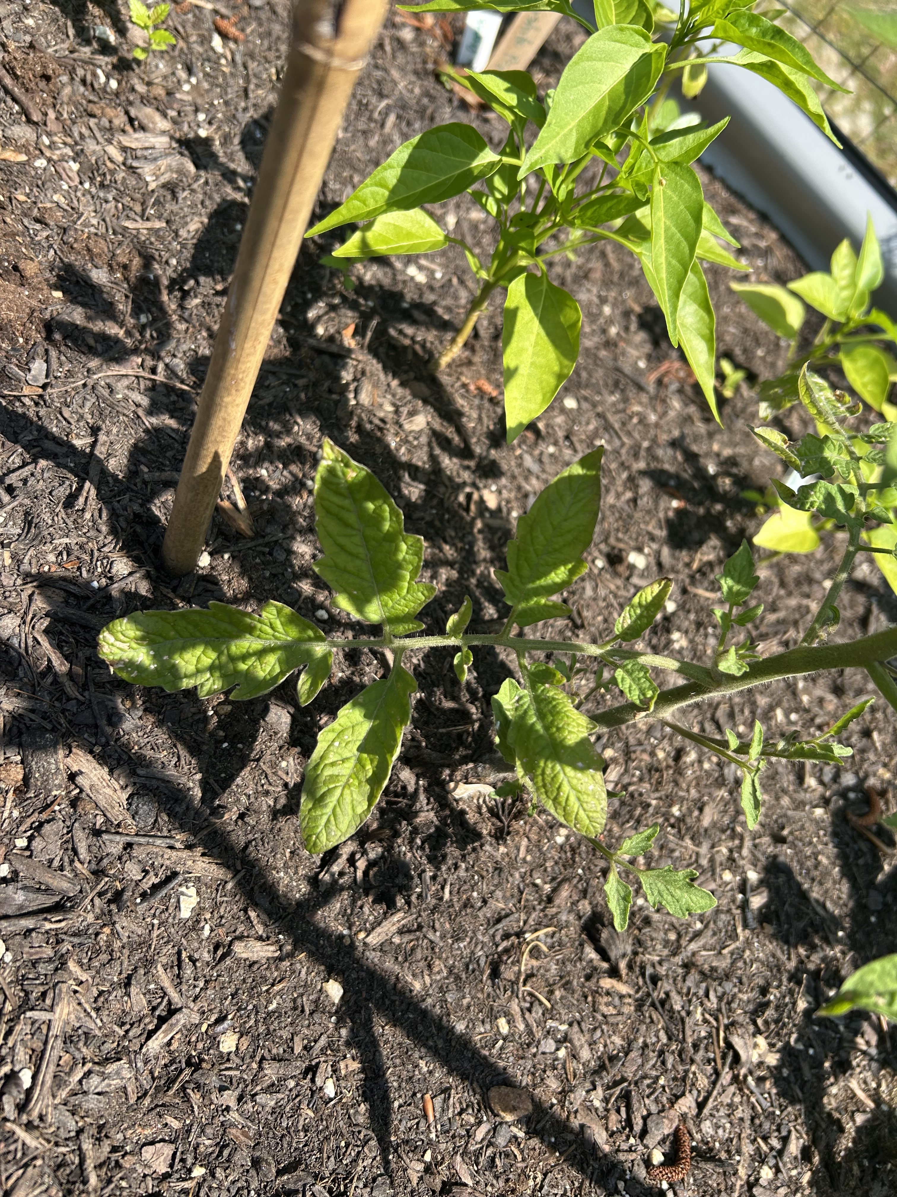Tomato